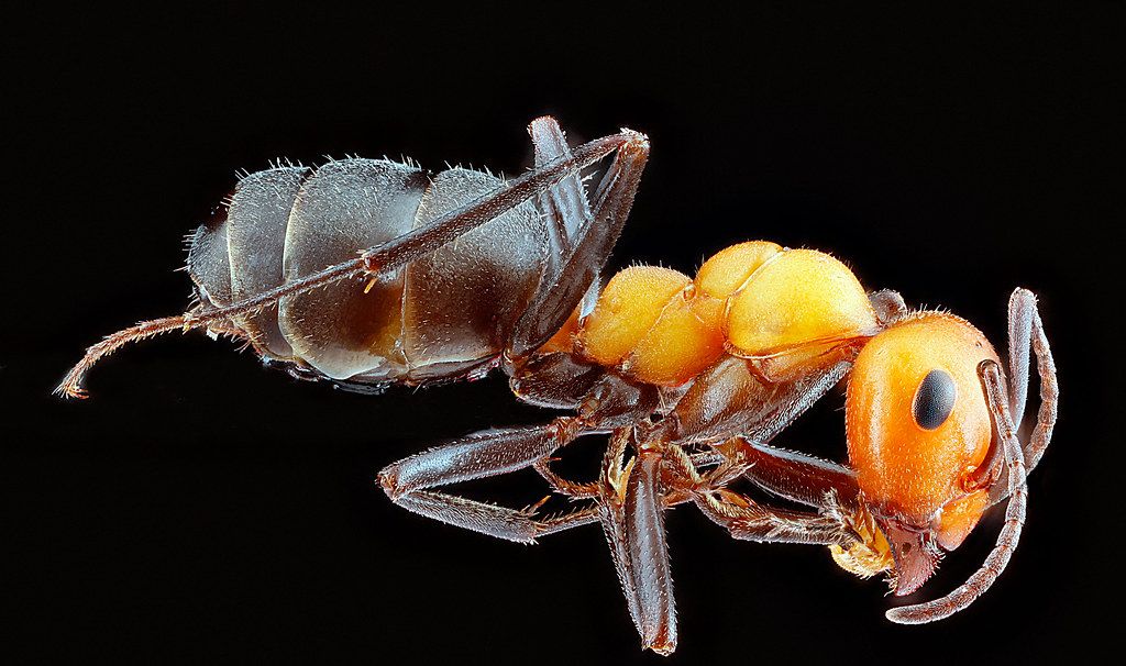 Ant Control service in Hamilton, OH