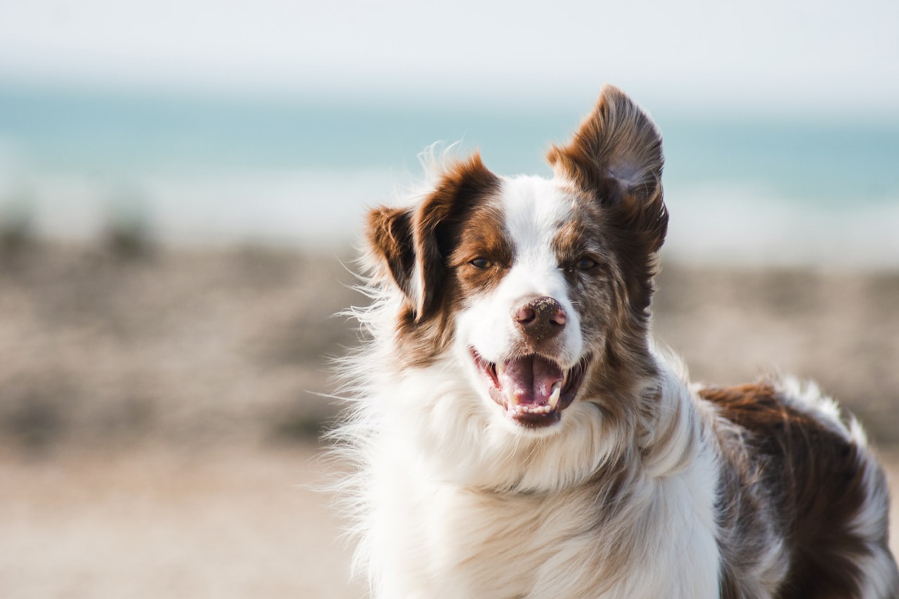 Flea & Tick Control service in Hamilton, OH