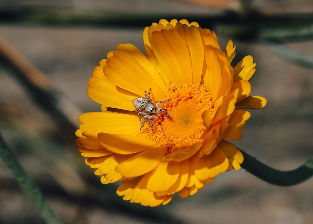 Spider Control service in Hamilton, OH